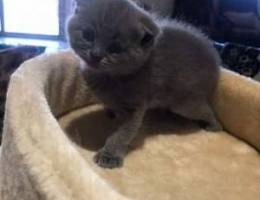 Scottish fold