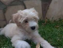 male bichon for sale