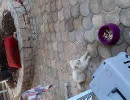 Loulou pomeranian female white dog 4 month...