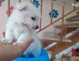 Loulou spitz full white