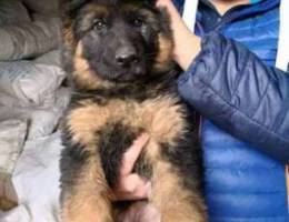 King size german shepherd available