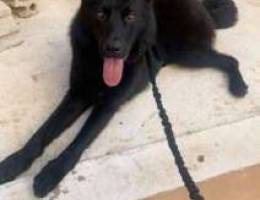 black gsd for sale German shepherd black r...