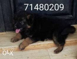 Female german shephard long haer