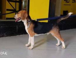 Beagle dog