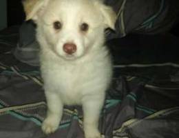 Loulou puppy for sale