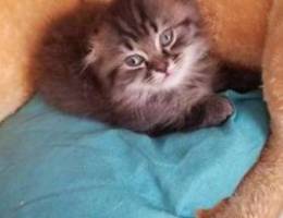 Scottish fold long hair