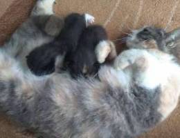 2 kittens with there mothers