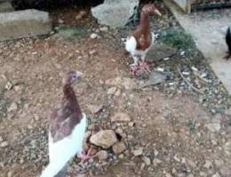 الأبوين كفيل الموئل  حمام يهودي - طيور - حيوانات أليفة - اعلانات لبنان
