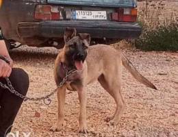 Malinois puppy