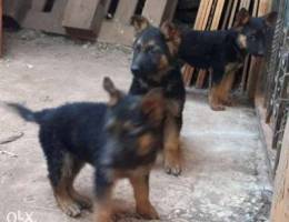 Pure german shepherd puppies for sale