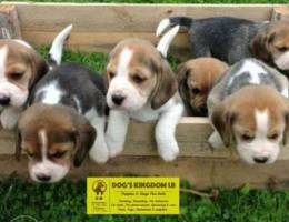 Beagle puppies for reservations