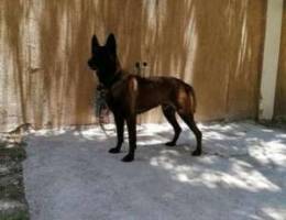 Male malinois