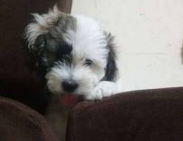 Special Bichon grey and white color male