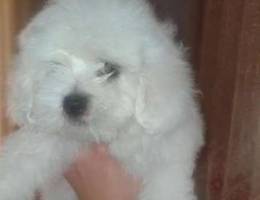 Full white bichon female