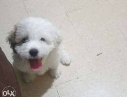 Male bichon