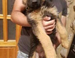 German shepherd