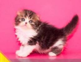 Scottish A sweet lop-eared boy - big-eyed,...