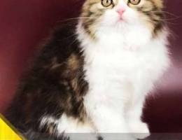 Scottish Fold kitten, handsome boy, excell...