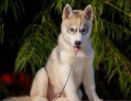 Husky puppies with xu documents