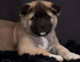 Akita A very cute and temperamental baby f...