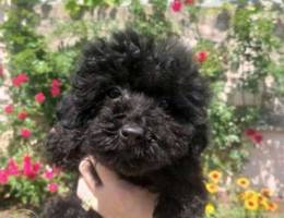 Baby toy poodle, boy with color genes