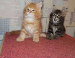 Urgently! Maine Coon kittens are boys.