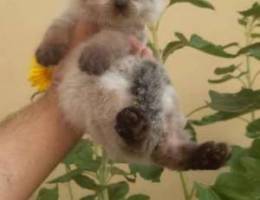 Female Himalayan kitten