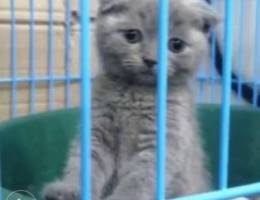 Scottish fold kitten