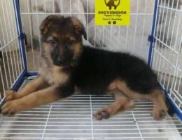 German shepherd