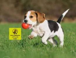 Beagle puppies for reservations