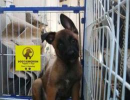 Malinois puppy