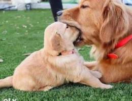 Puppies golden gold color