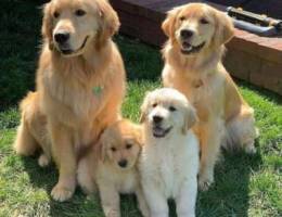 2 golden puppies male & female