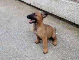 Malinois