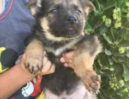 German shepherd puppies