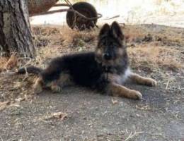 Super male black face german shepherd