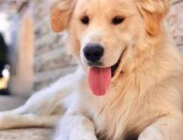 male golden retriever for breeding