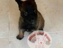 malinois dogs full black high quality blac...