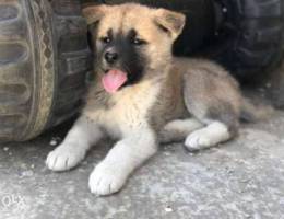 akita dog