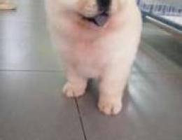 Chowchow