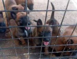 Mallinios puppies for sale