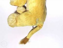 Disney original plush simba 70cm