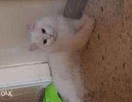 white shirazi cat