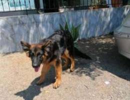 German shepherd long hair