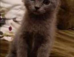 Male scottish fold kitten