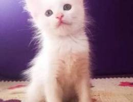 Turkish angora white kittens 50 days