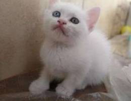 White angora kittens 50 days