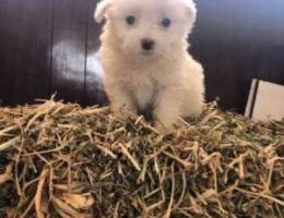 bichon puppy