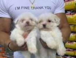 bichon puppy