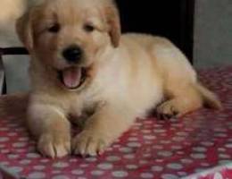 Puppy retriever